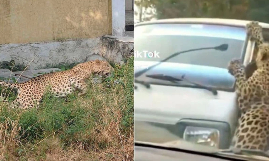 Leopard taxi