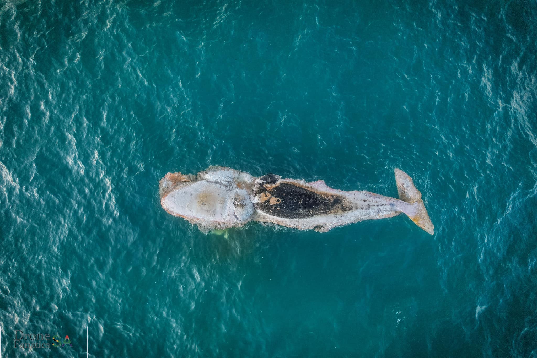 whale swallows kayak