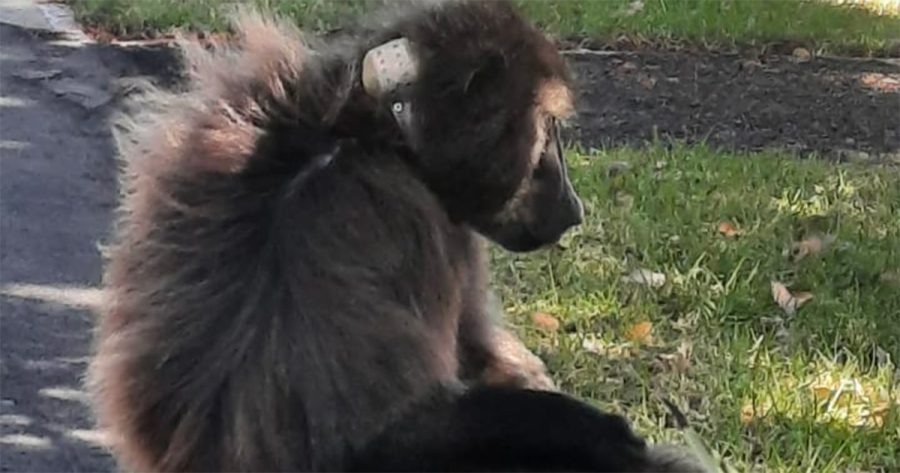 Tragic loss of beloved male baboon, euthanised after brutal attack