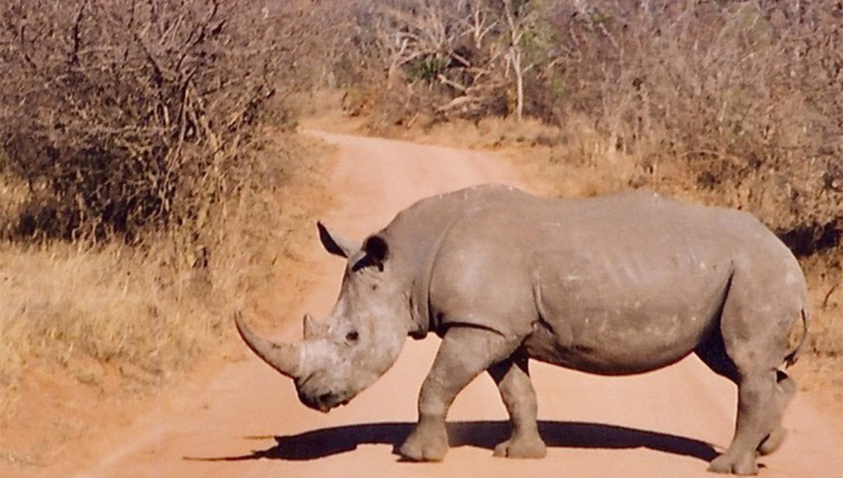Big 5 reserve, rhino