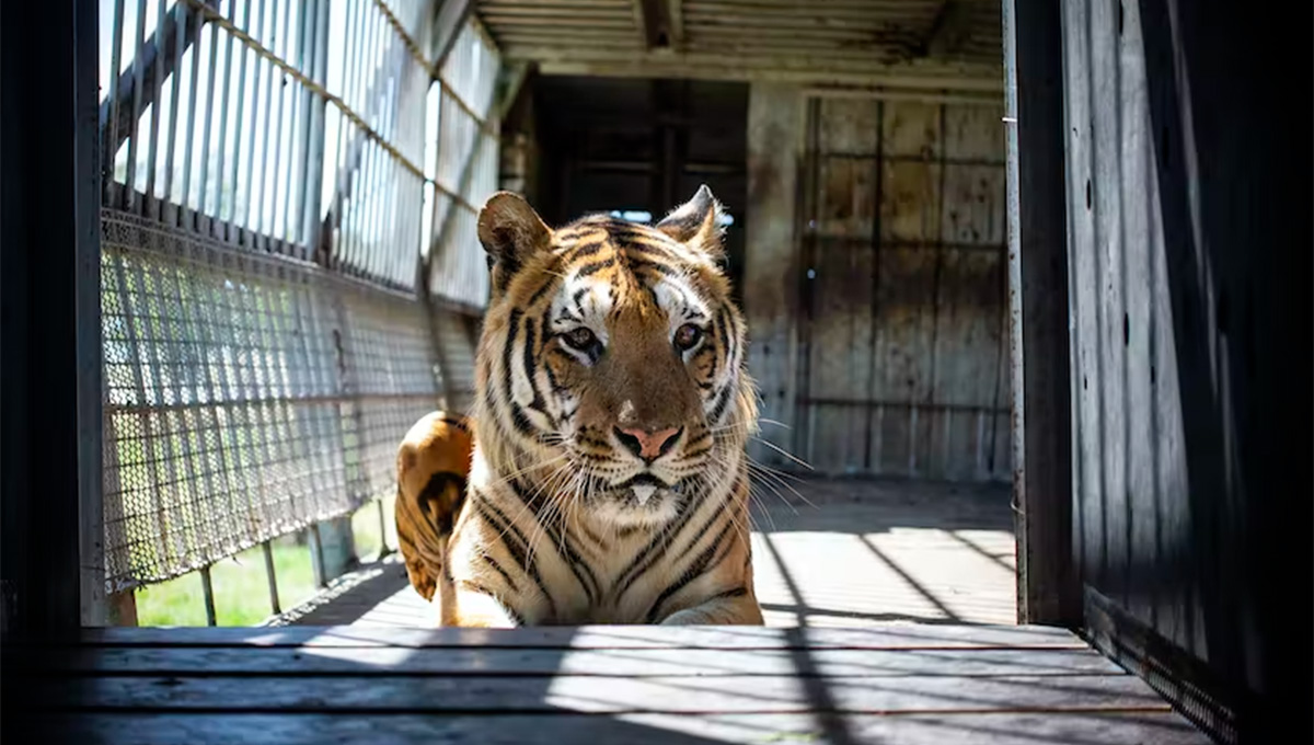 Tigers in South Africa: a farming industry exists – often for their body parts