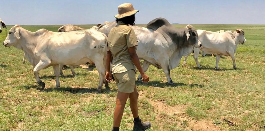 Government comes to the aid of young KZN farmer