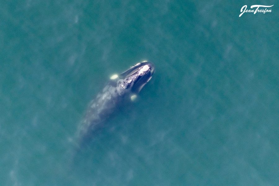 dead whale explodes on beach