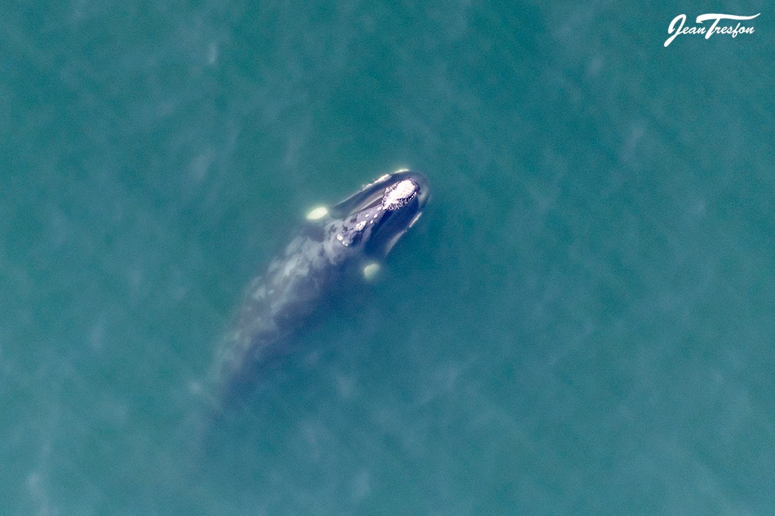 dead whale explodes on beach