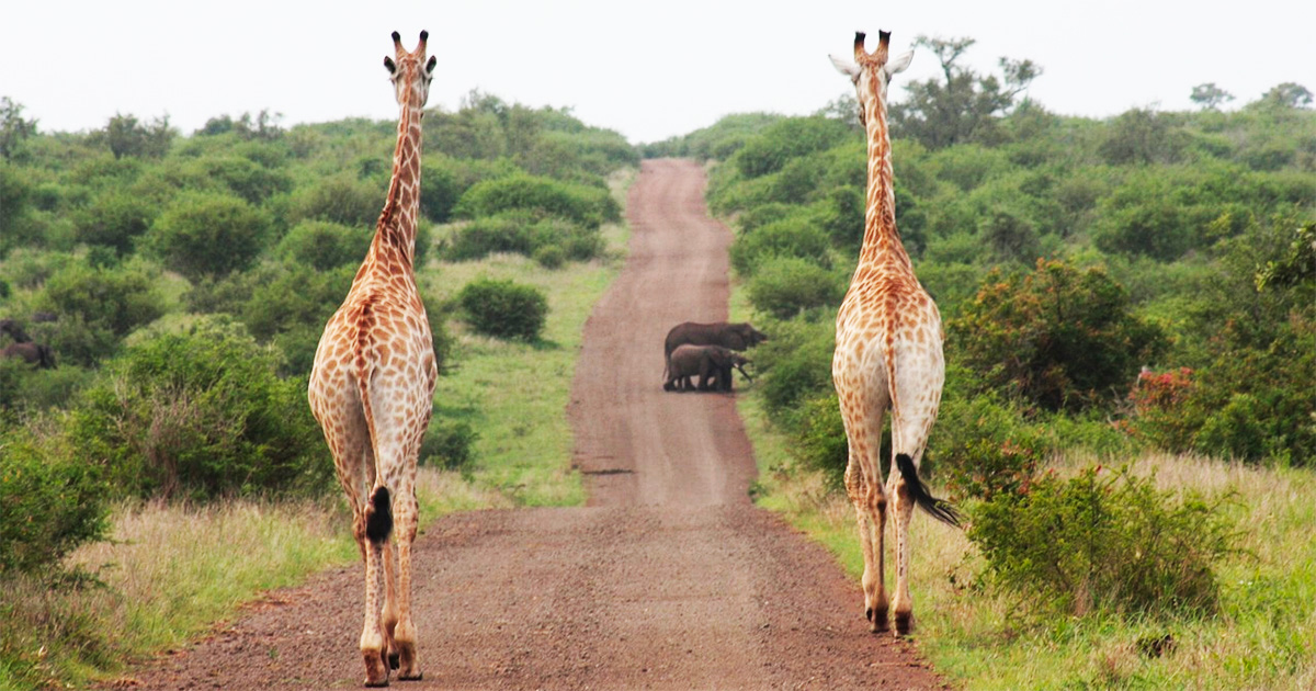 Kruger National Park