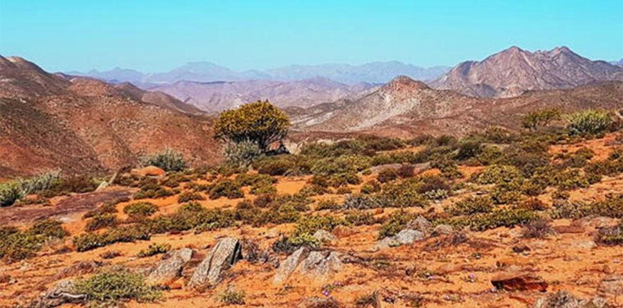 Richtersveld Botanist Scoops Prestigious Award