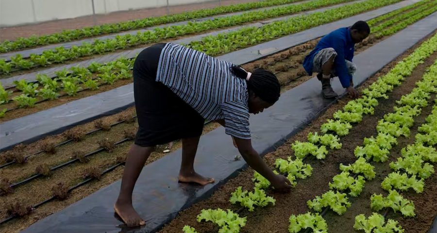 Farms in cities: new study offers planners and growers food for thought