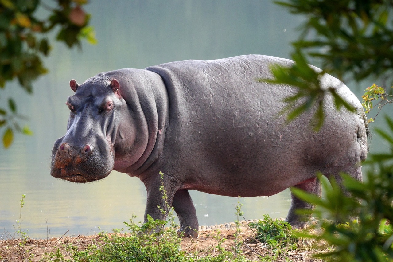 brave security guard stops hippo from escaping zoo