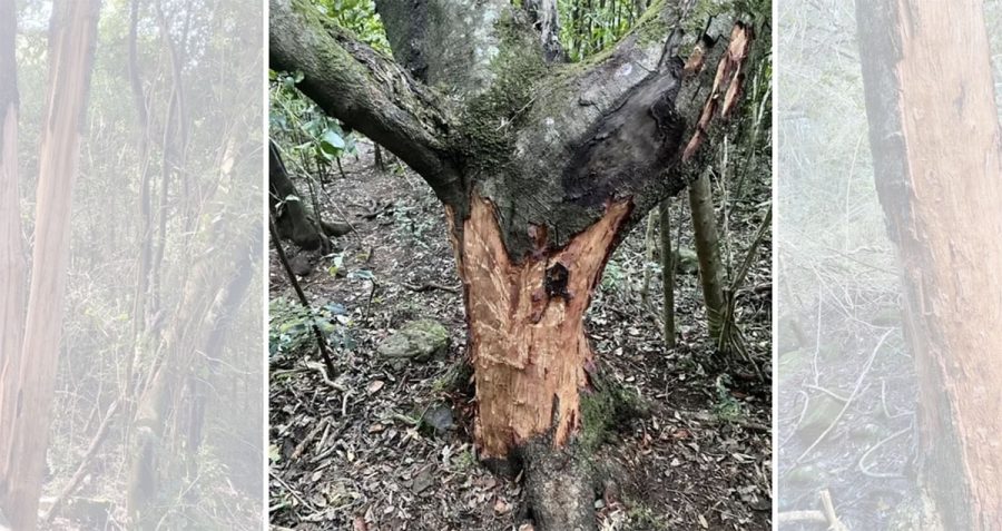 Newlands forest bark stripping