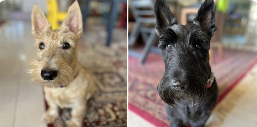 Scotties from Sudan need urgent help returning to South Africa