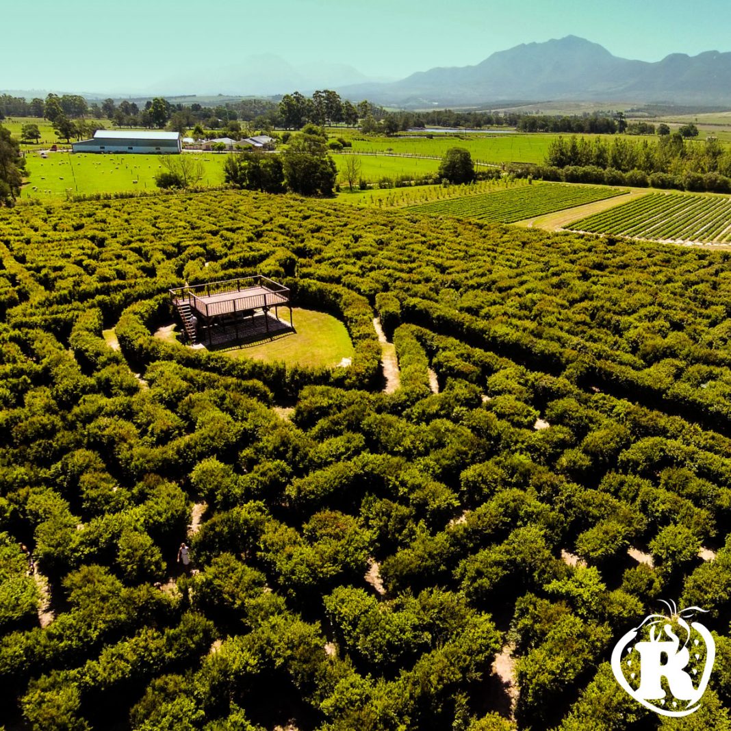 Amazing maze in South Africa named one of the most incredible hedge