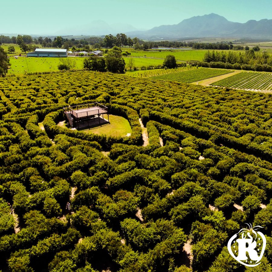 Redberry Farm's Hedge Maze