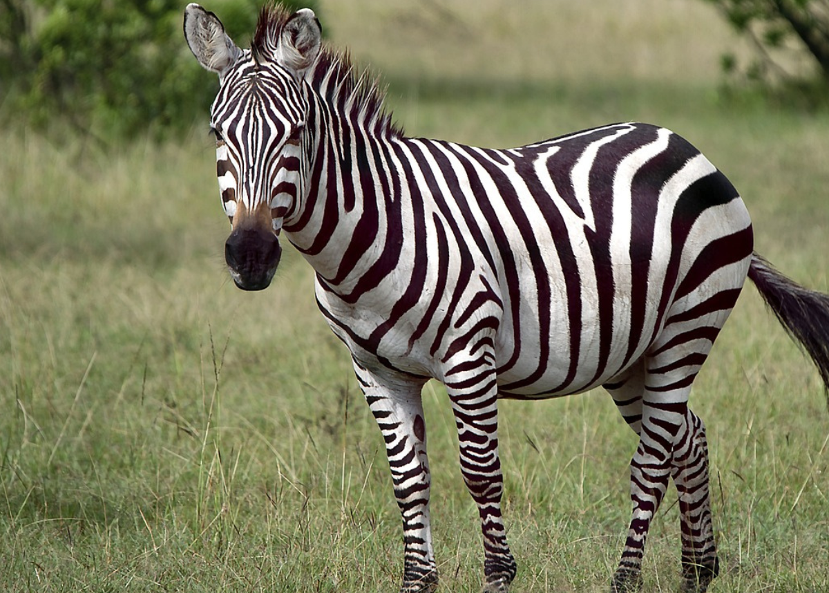 crocodile and zebra