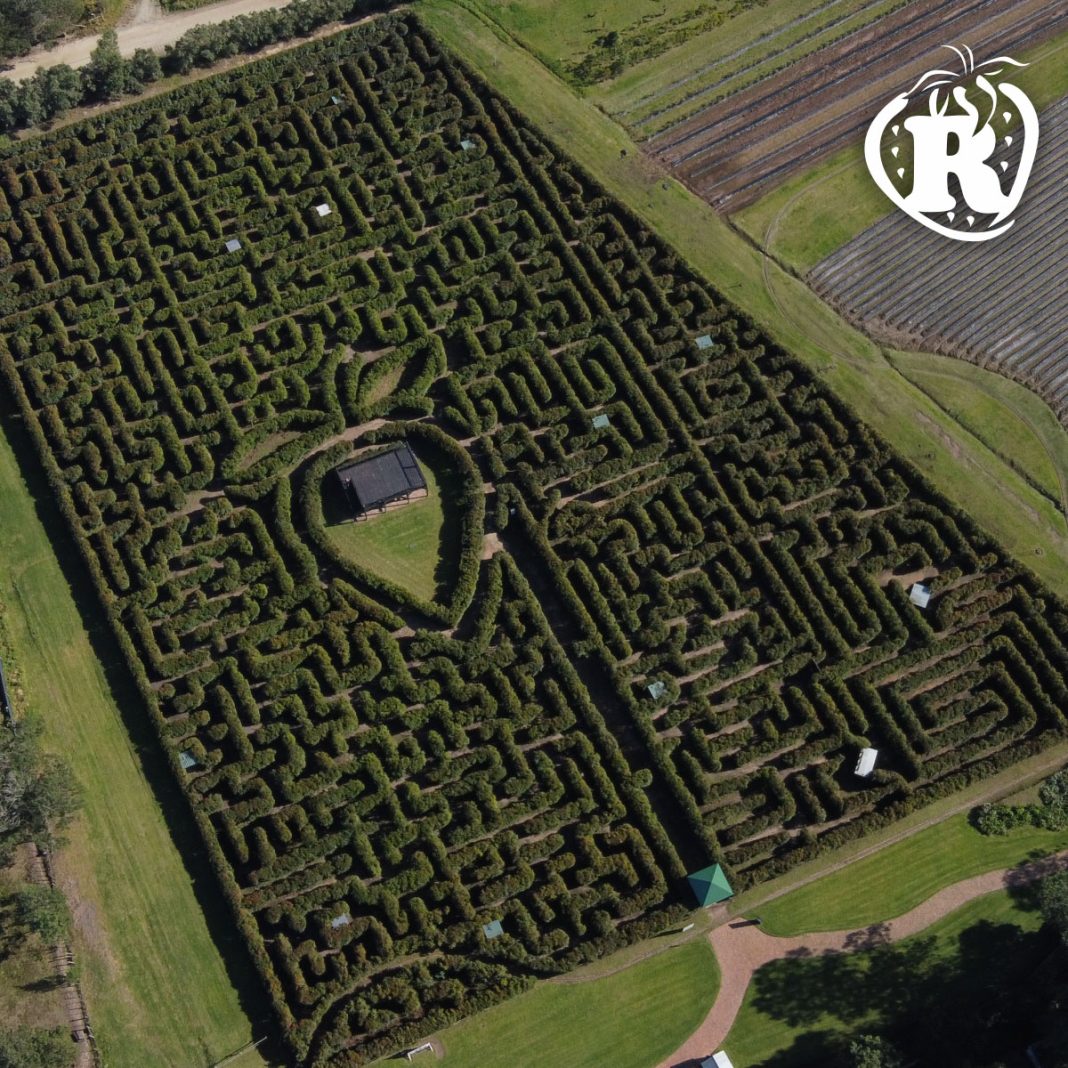 Amazing maze in South Africa named one of the most incredible hedge