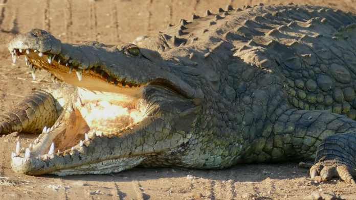 Elderly man killed after falling into a crocodile enclosure