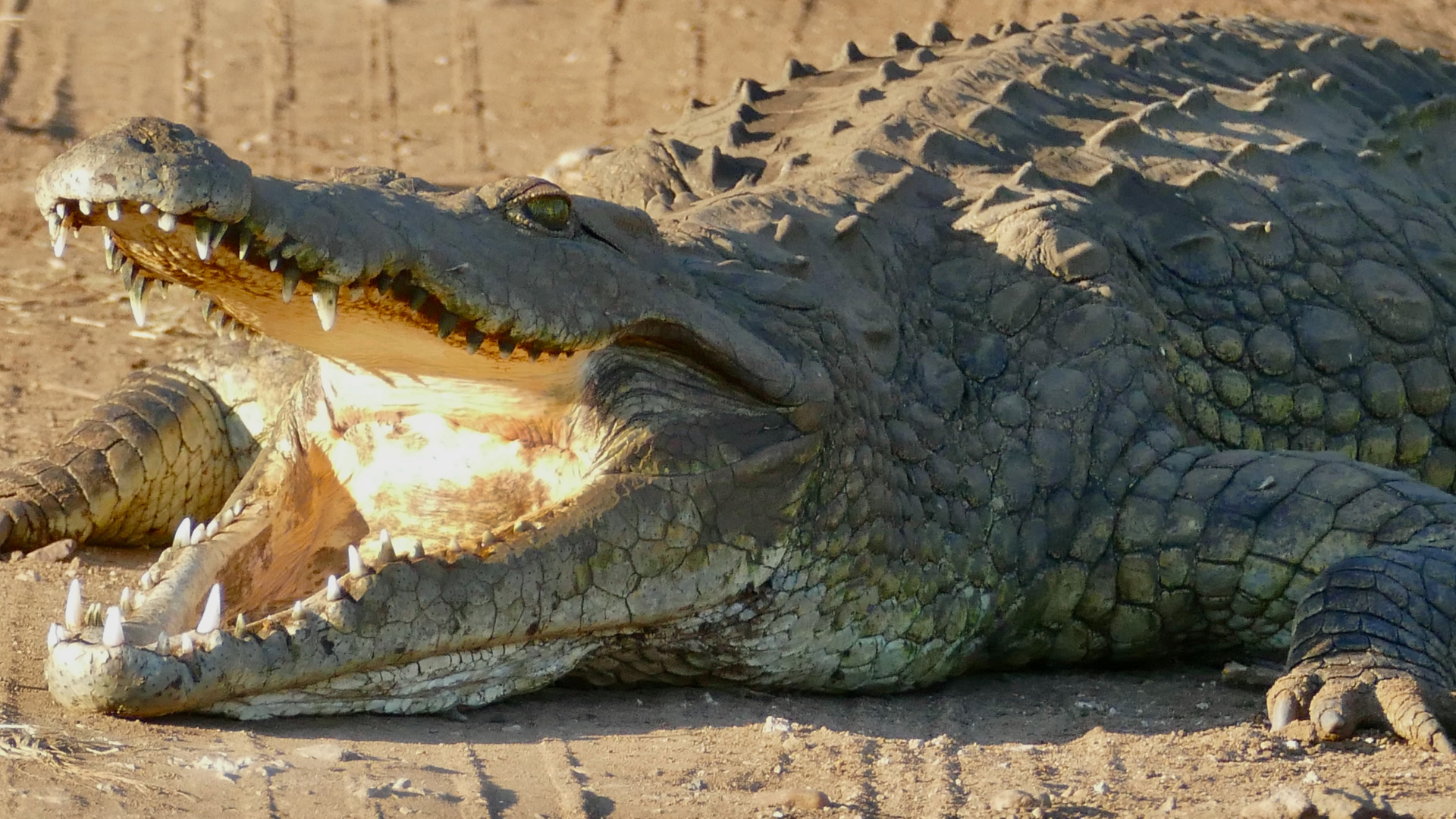 Krugersdorp crocodiles missing