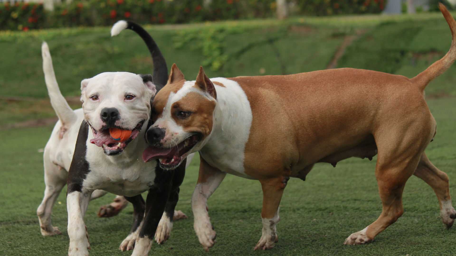 african pitbull fight