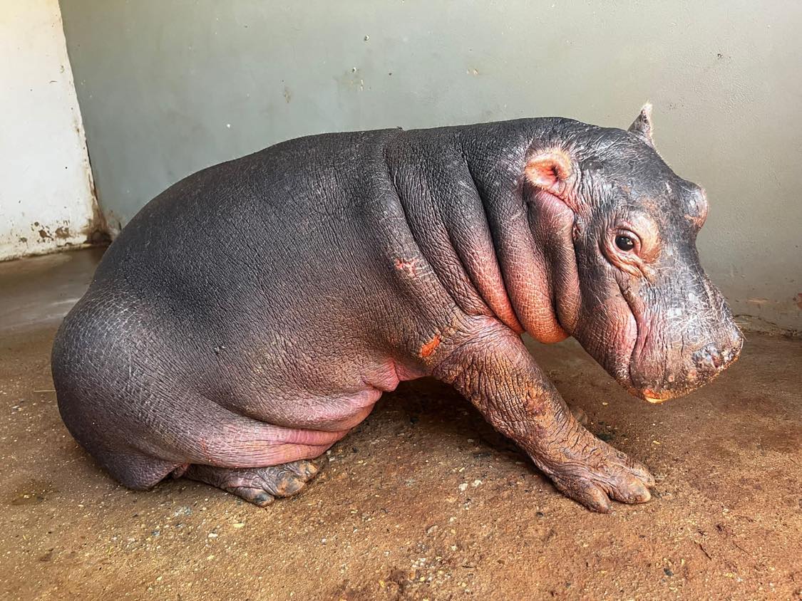 Beautiful baby hippo - here's your chance to adopt and name her. Photos: Umoya Khulula on Facebook