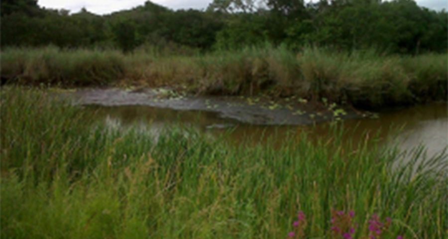 Middelpunt Nature Reserve declared a Ramsar site