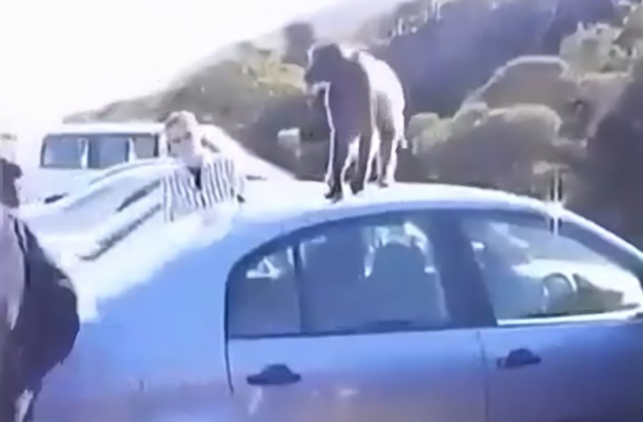 Baboons ‘hijack’ tourist’s car in South Africa