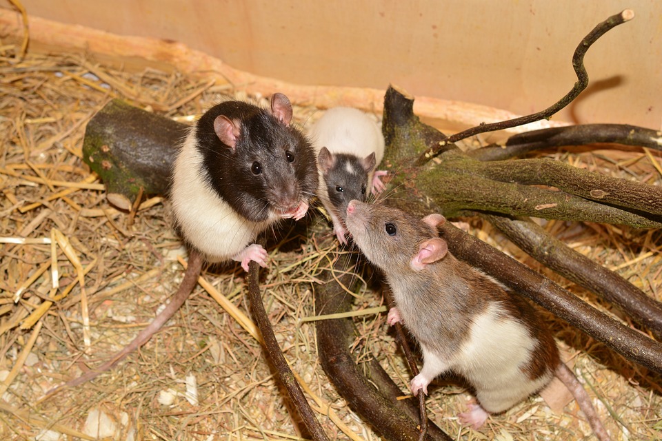 Eastern Cape hospital rat problem