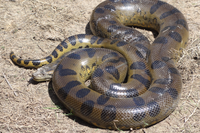 [WATCH] - A MASSIVE anaconda caught on camera