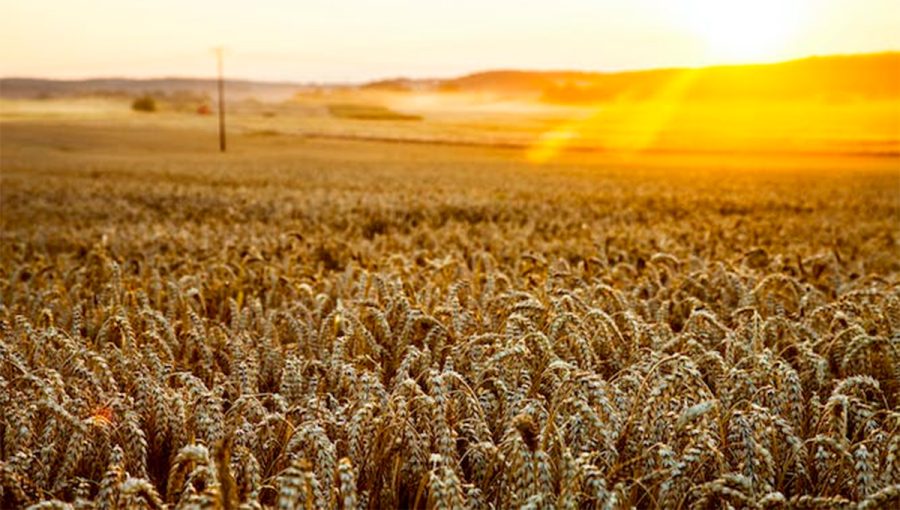 state-leased farm South Africa