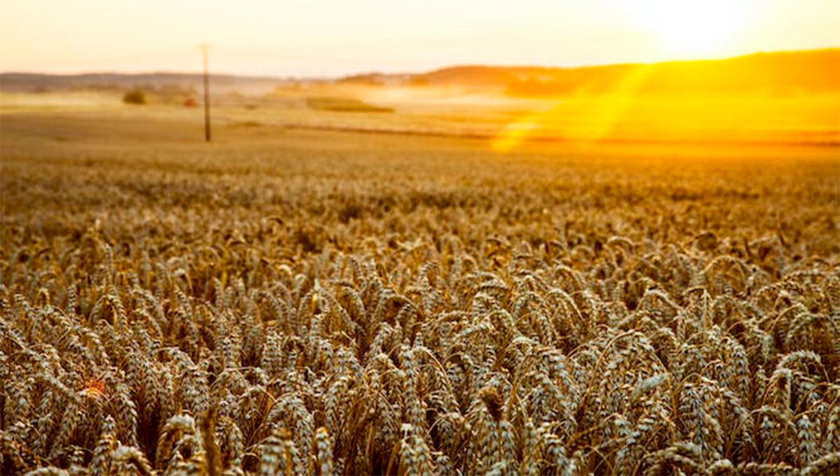 state-leased farm South Africa