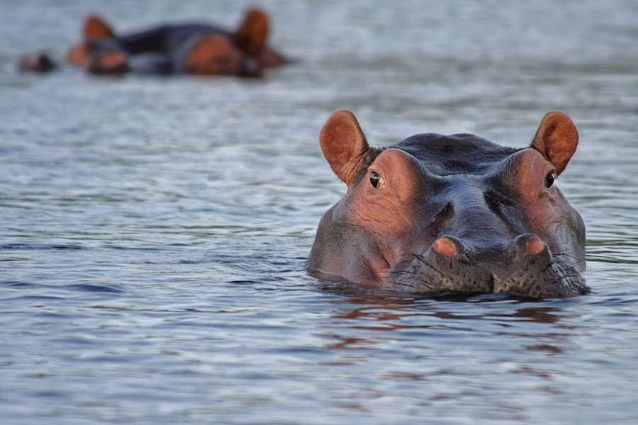 hippo hits boat