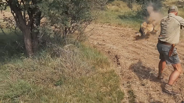Disturbing video shows canned hunting still rife in South Africa