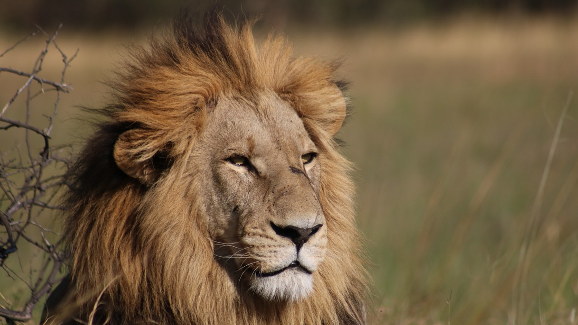 lions Kruger National Park