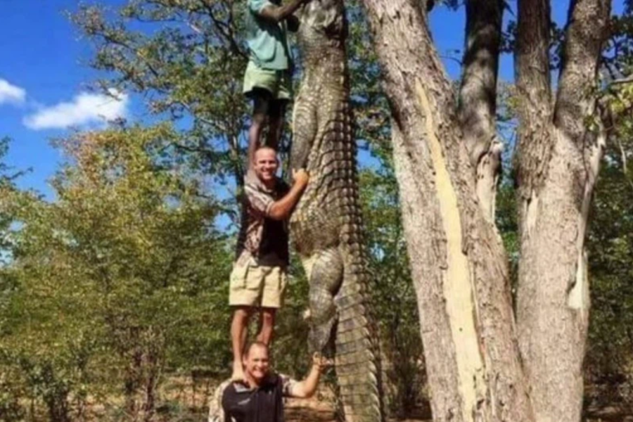 men capture crocodile
