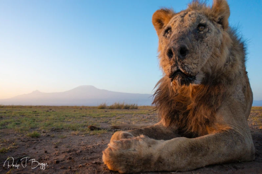 oldest lion killed Loonkito