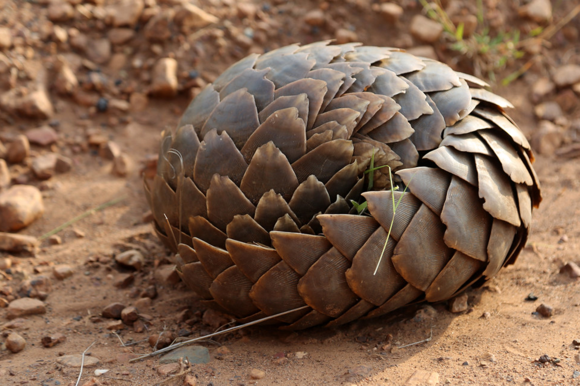 pangolins