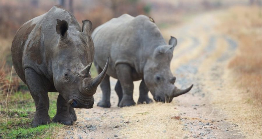 SA's largest rhino park