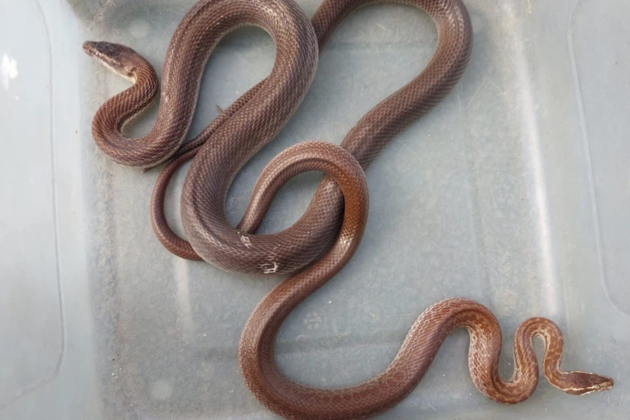 snake rescuer finds two snakes snuggling