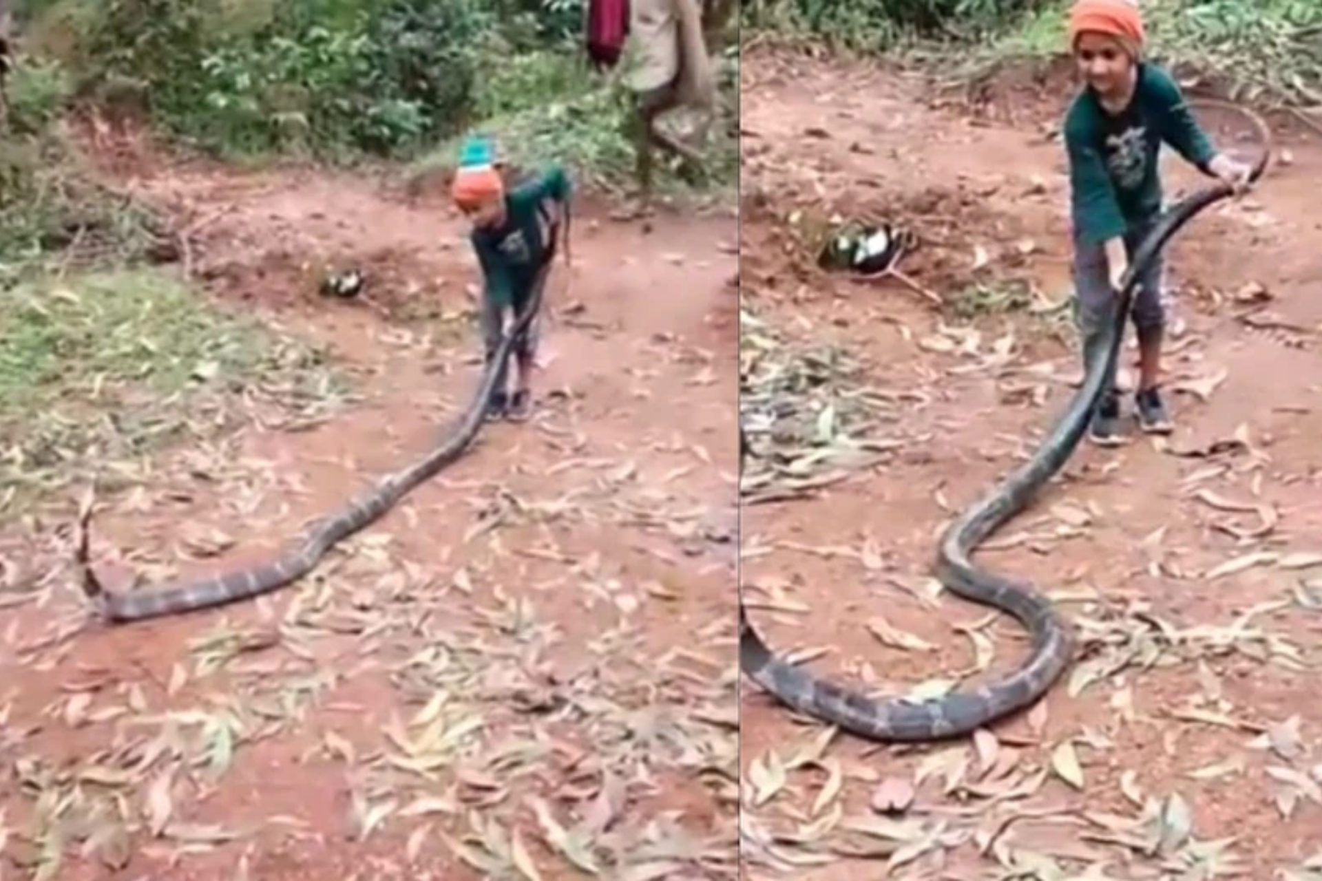 6-year-old plays with king cobra