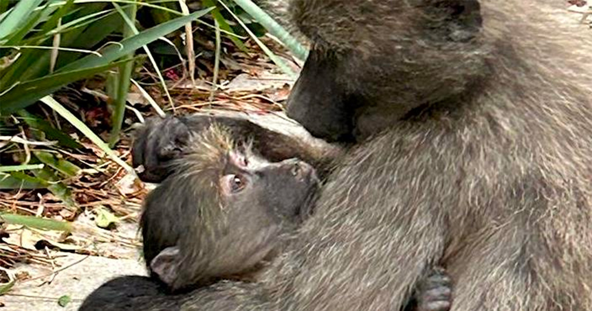 Injured young baboon and troop need urgent help