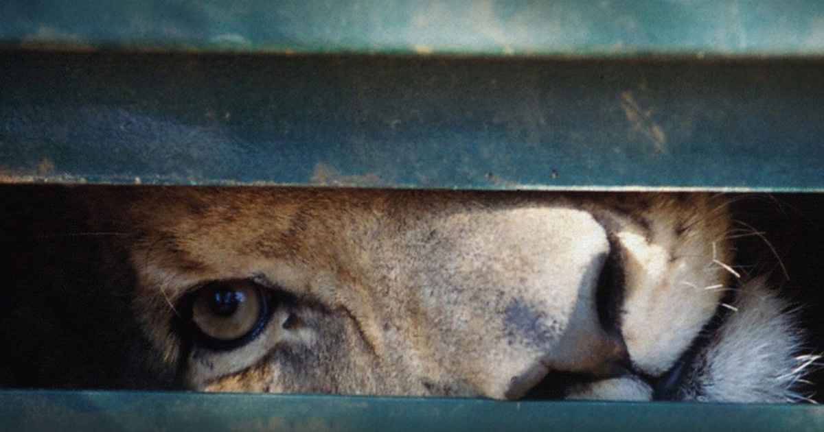 Award-winning film about SA’s ‘canned’ lions launches worldwide for public viewing - Blood Lions