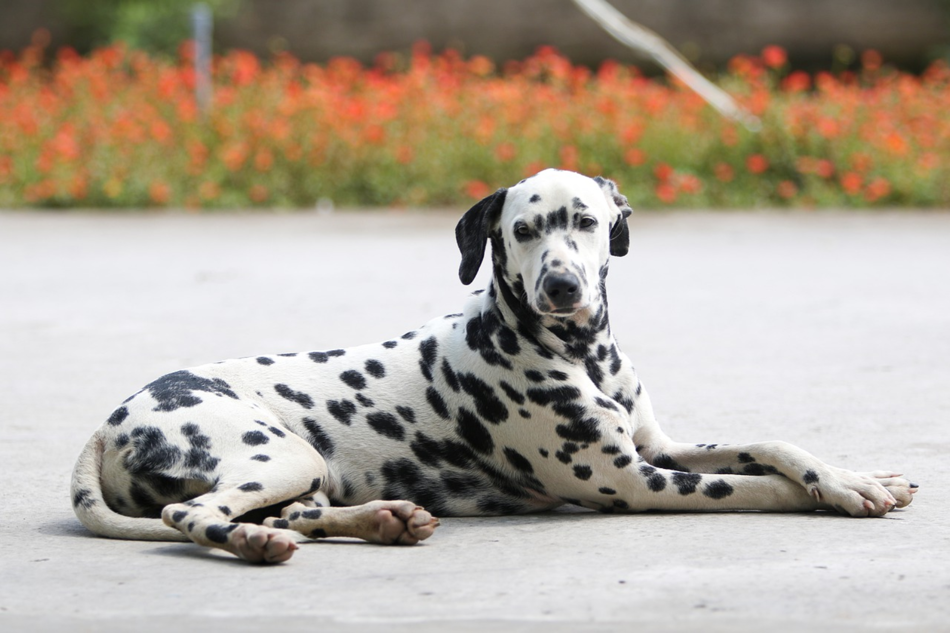 are most Dalmatians deaf