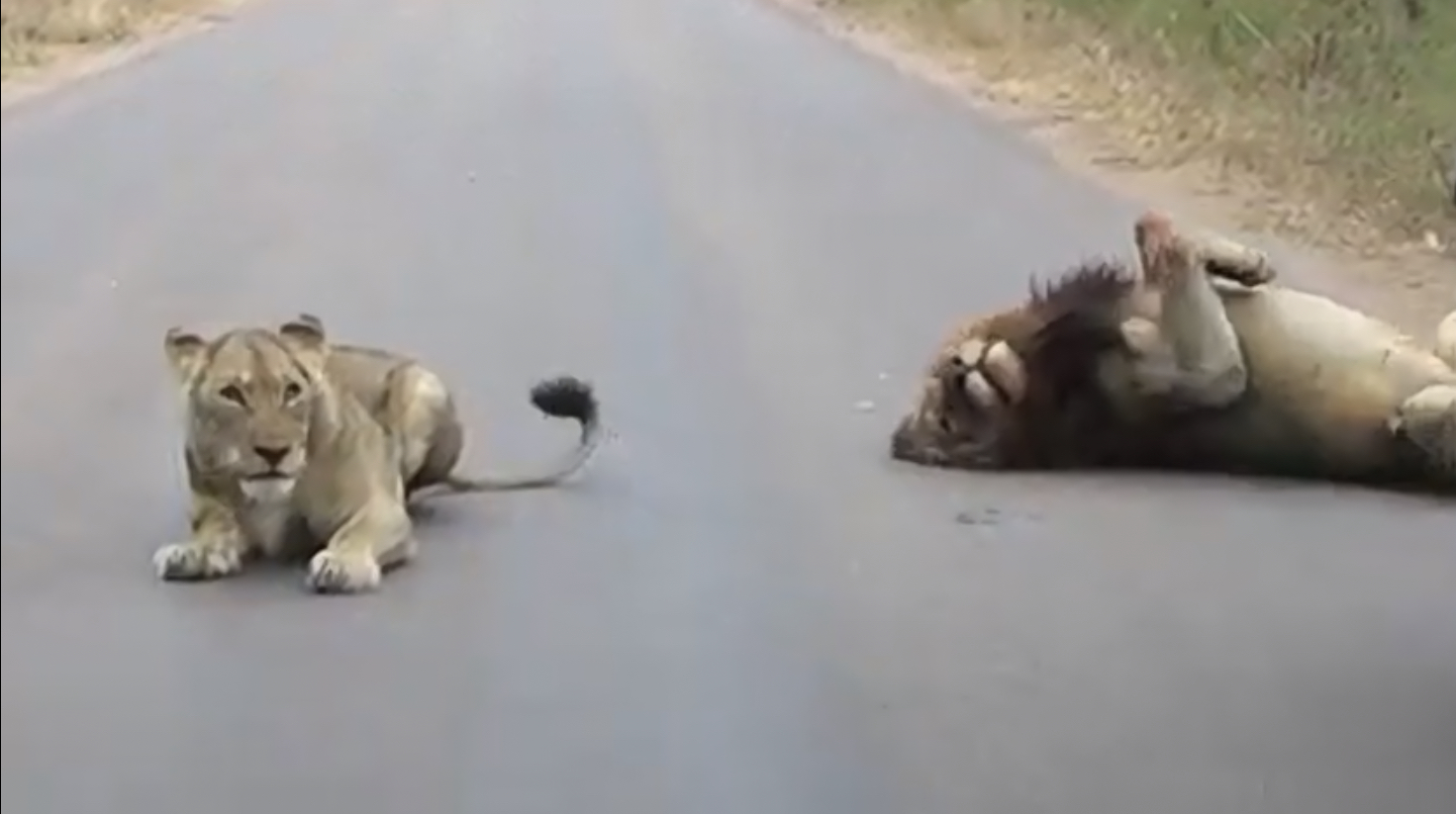 Video of Lions mating Kruger National Park
