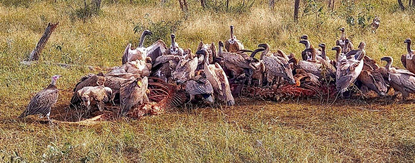 Vultures Kruger National Park