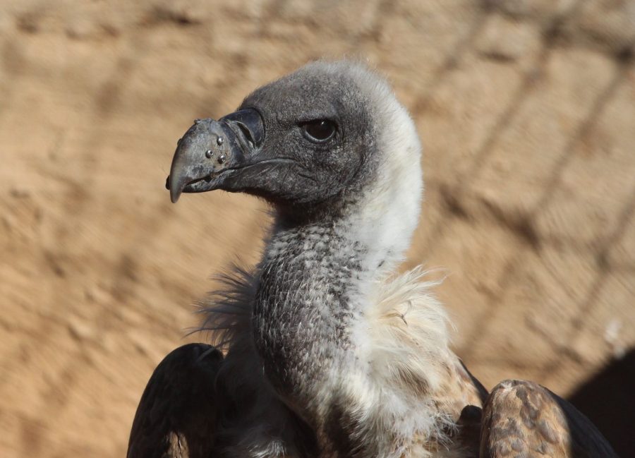 The recuperating White Backed Vulture with its newly transplanted beak