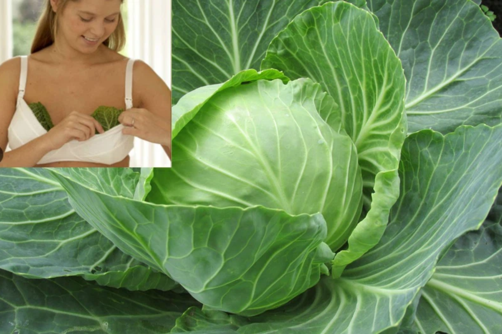 cabbage relieves pain when breastfeeding