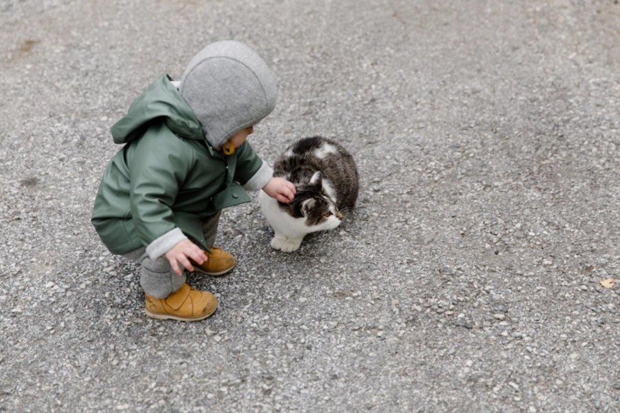 introduce cat to newborn baby