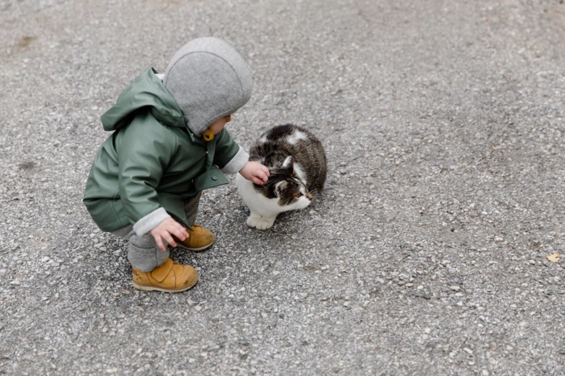 introduce cat to newborn baby