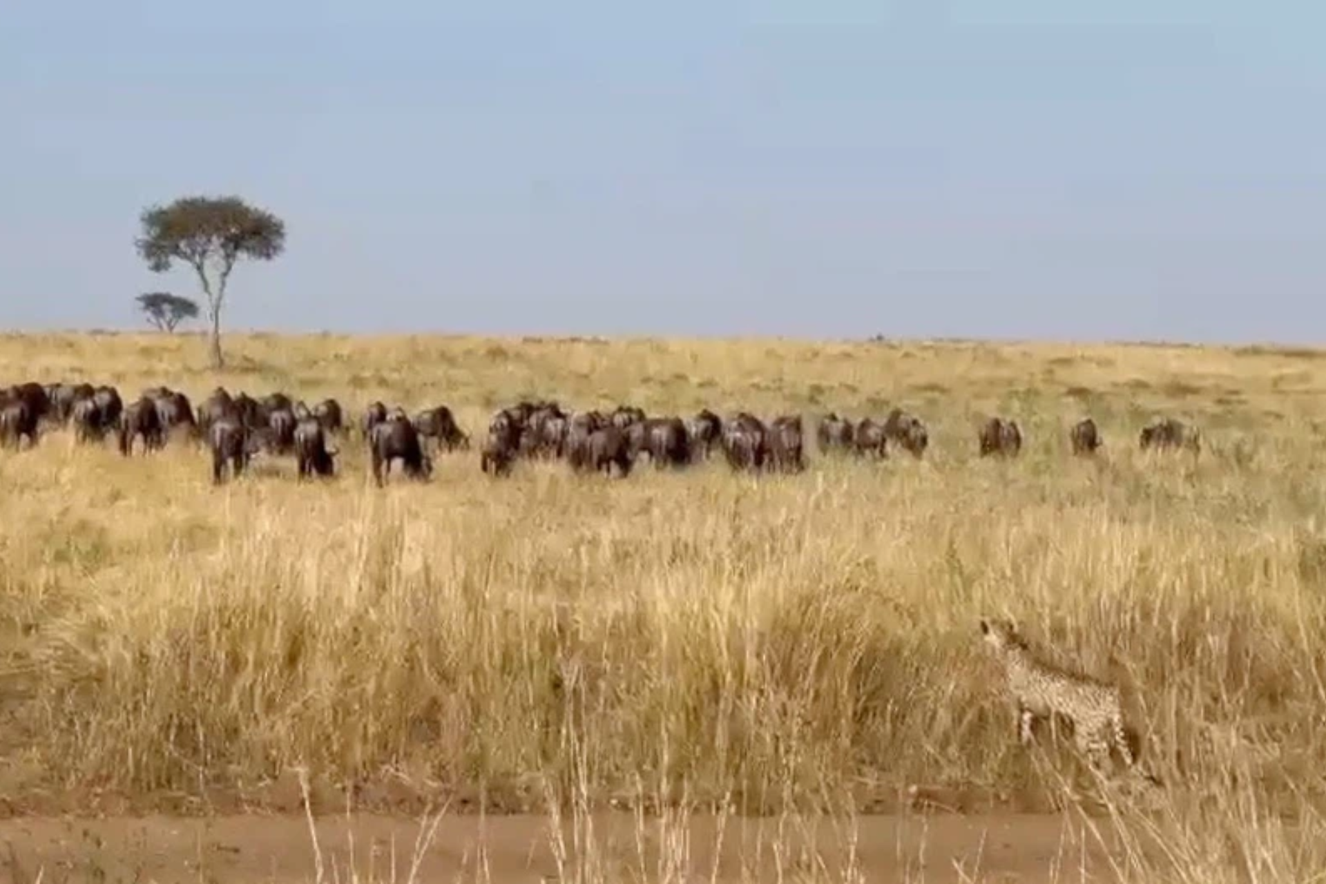 cheetah stalks wildebeest herd