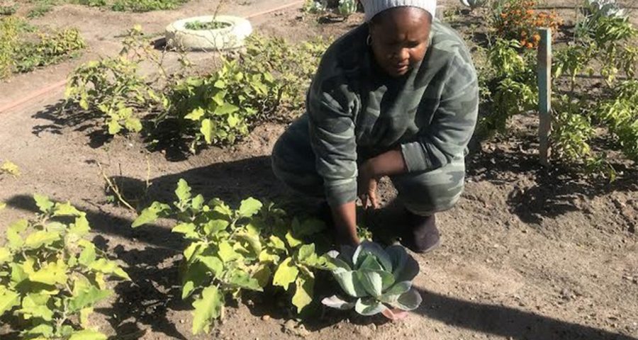 Thriving Langa gardens feed hungry families