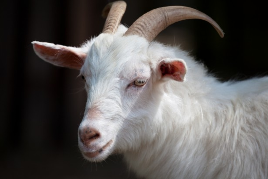 goat thief caught
