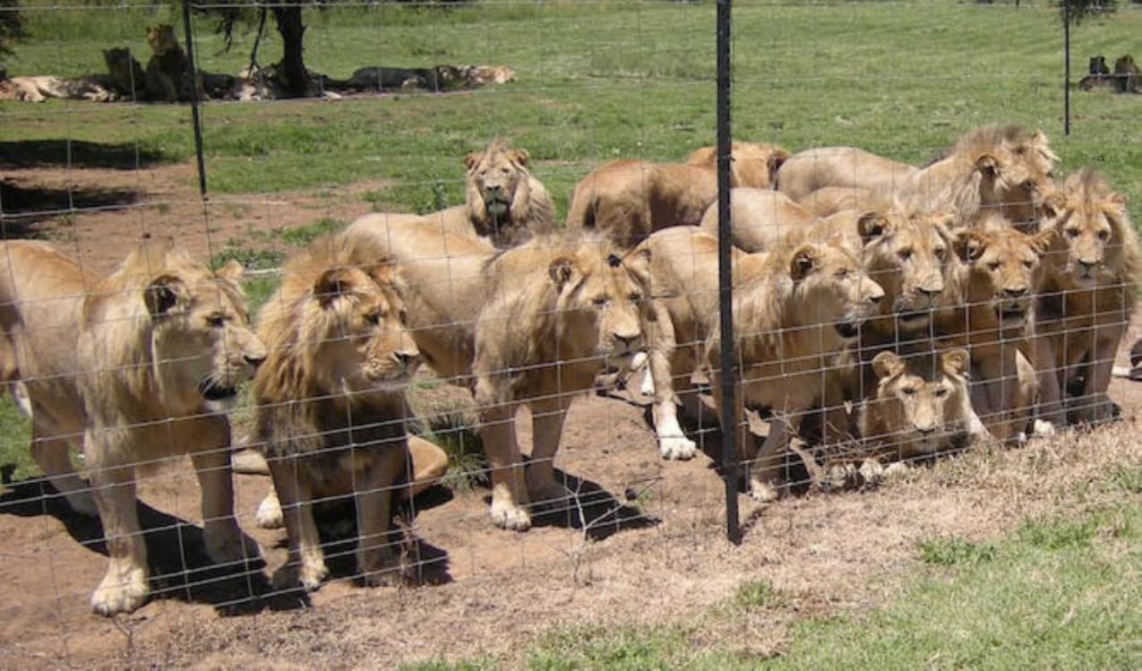 Lions are still being farmed in South Africa for hunters and tourism